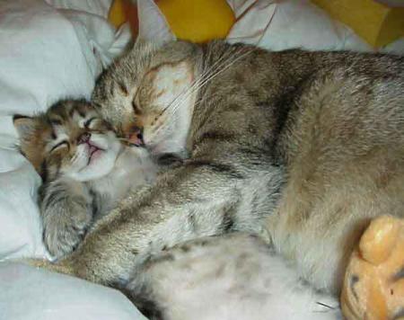 bb....chat