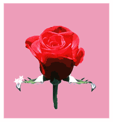 cette fleure é pour toi ma princesse